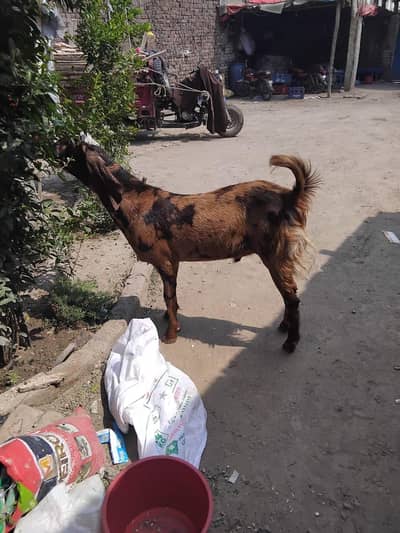 bakry for sale