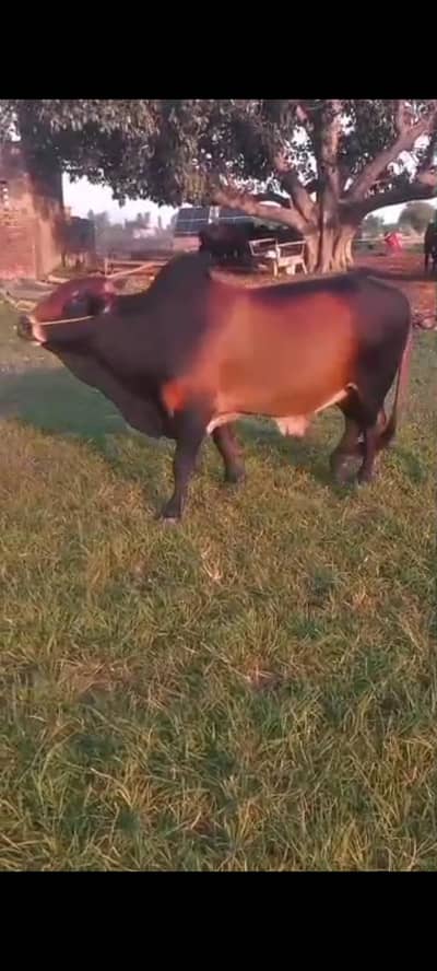 qurbani ka wacha