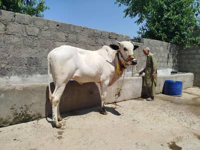 bull for sale