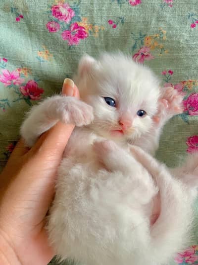 cat sale