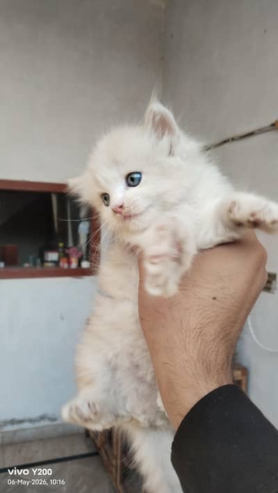triple coated light brown  kitten