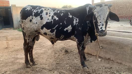 bull for sale