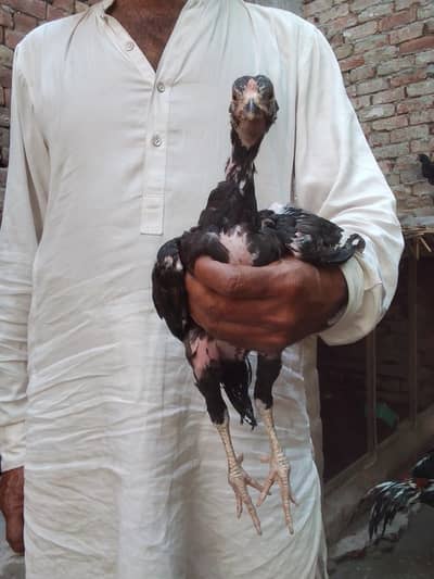 Pure Lakha Muskha Aseel Chicks