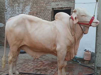 cholistani  braman nukra bull | Bachra | Qurbani 2026 | 4 daant |