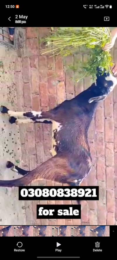 Qurbani Bakra Available – Premium Quality