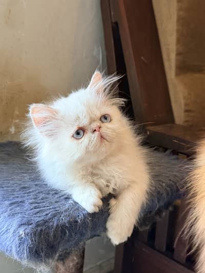 Pure Persian Peki Kittens (White/Fawn/Calico)