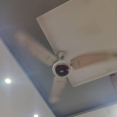 royal fan