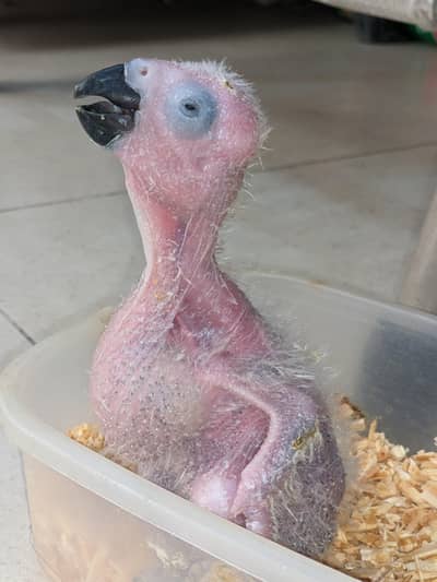 mashallah African gray parrot chicks