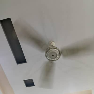 royal fan