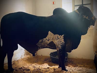 Bull sell for qurbani 2026/2027