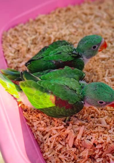 RAW N YELLOW RINGNECK CHICKS AVAILABLE