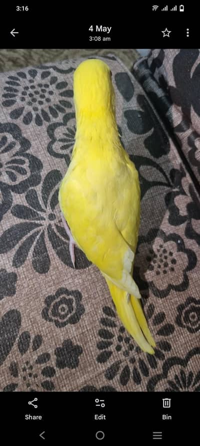 yellow ringneck tame n self chick for sale