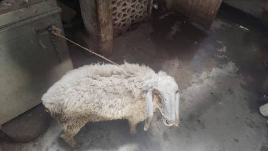 dumba for qurbani