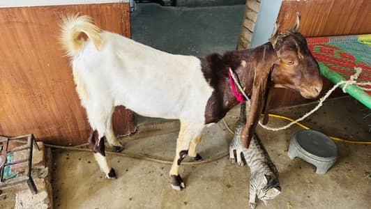 Bakra for sell Qurbani