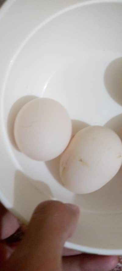 Sindhi aseel eggs