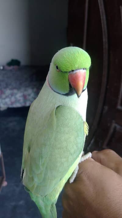 for sell parrot Attock