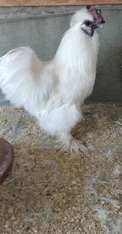 High Quality Silkie Breeders | Soft Feather Rare Fancy Chicken