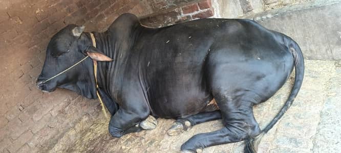 qurbani bull
