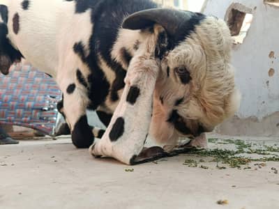 beetal breader bakra