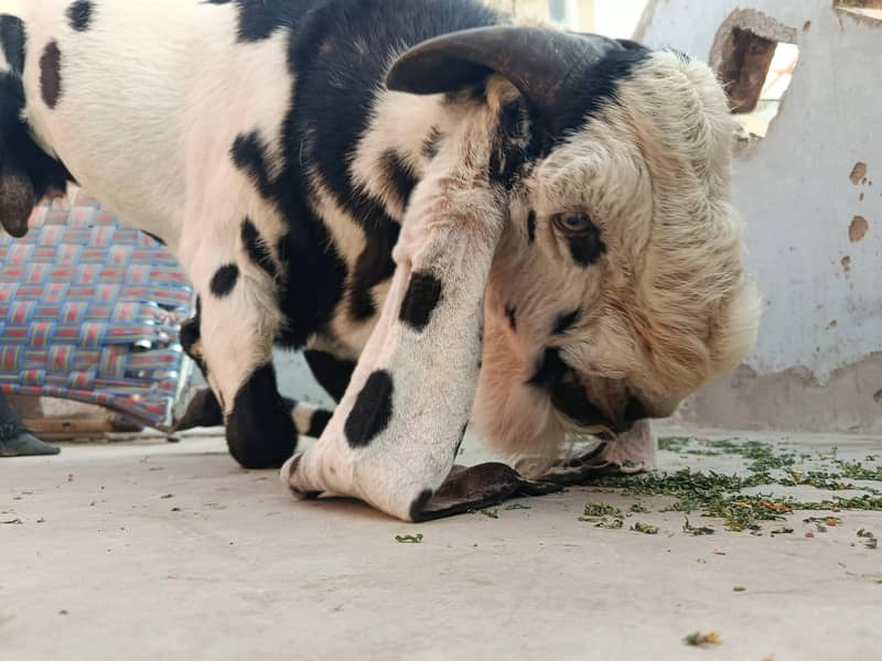 beetal breader bakra 0