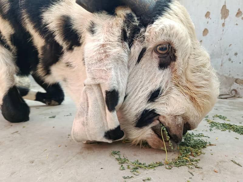 beetal breader bakra 1