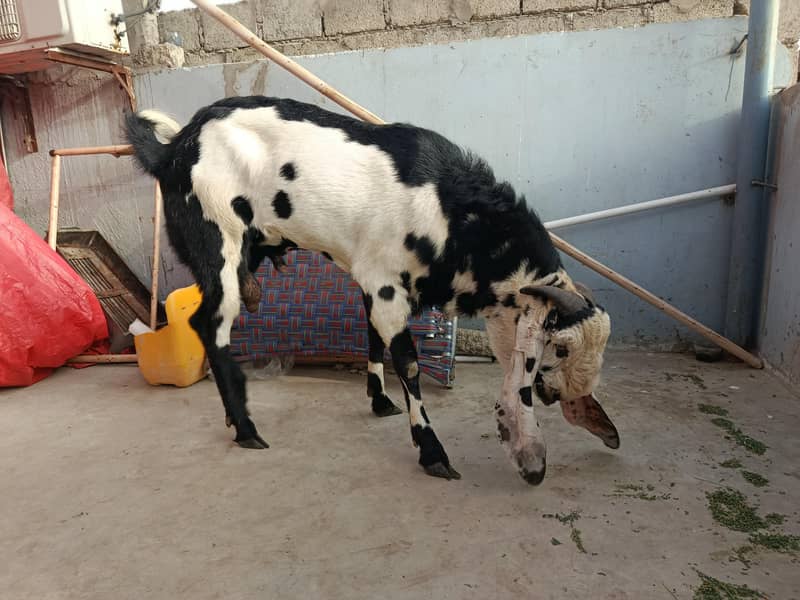 beetal breader bakra 2