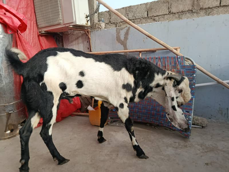 beetal breader bakra 3