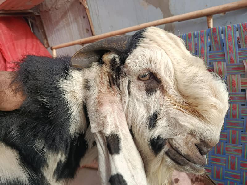 beetal breader bakra 4
