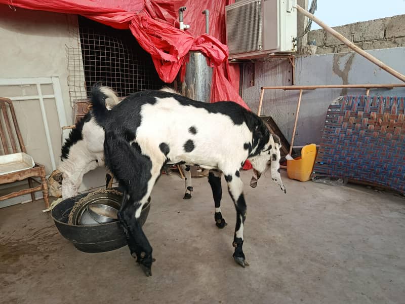 beetal breader bakra 5
