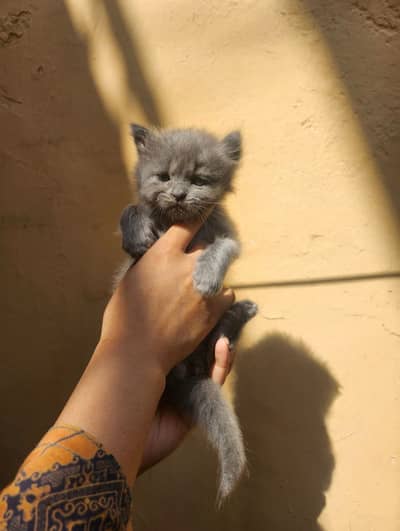 Persian kittens available