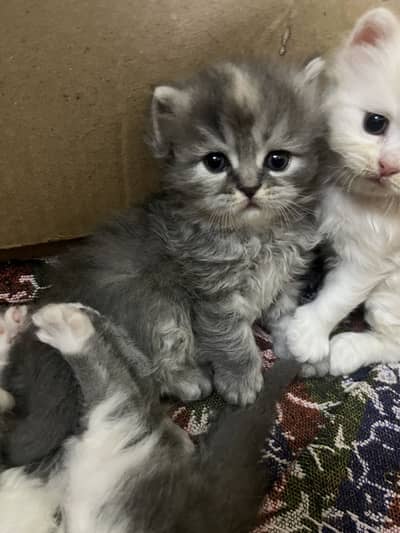 Calico kitten