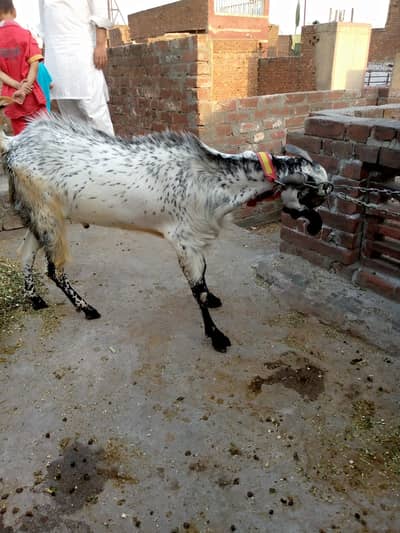 Qurbani bakra| mkahi cheeni bakra |desi Goat | Qurbani 2026 |بکرا