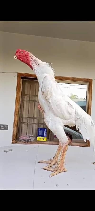 German Oh Shamo chicks avaliable