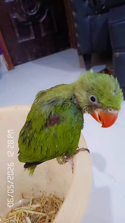 Mountain parrot(kashimiri parrot)