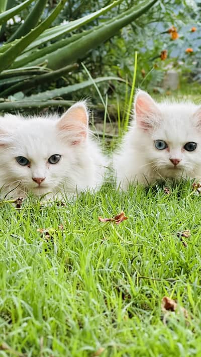 Persian cats