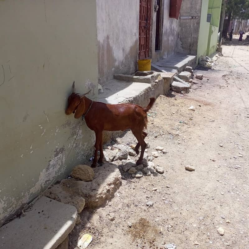 goats 0