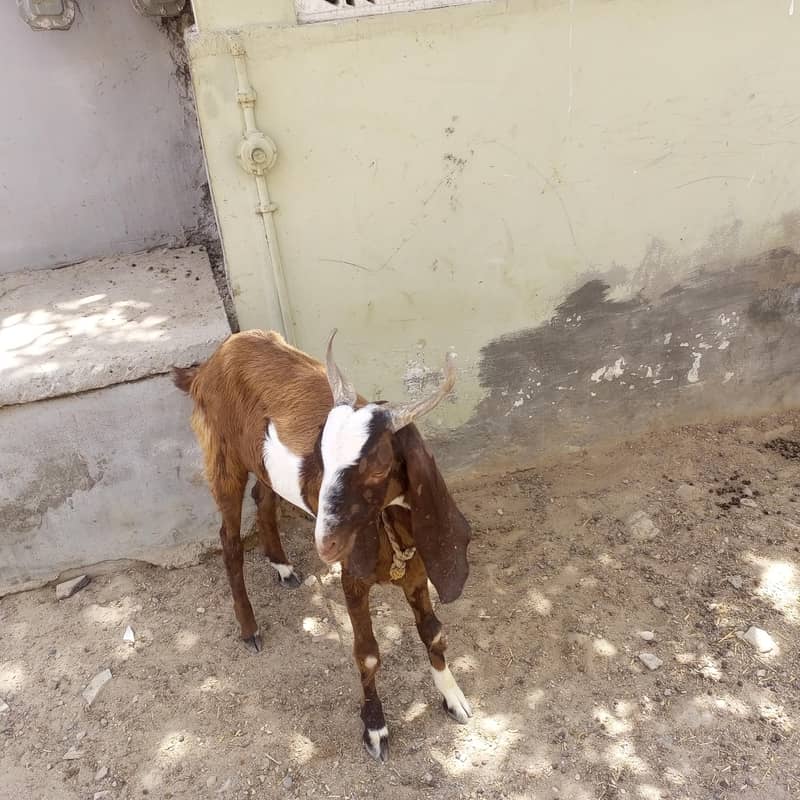 goats 1