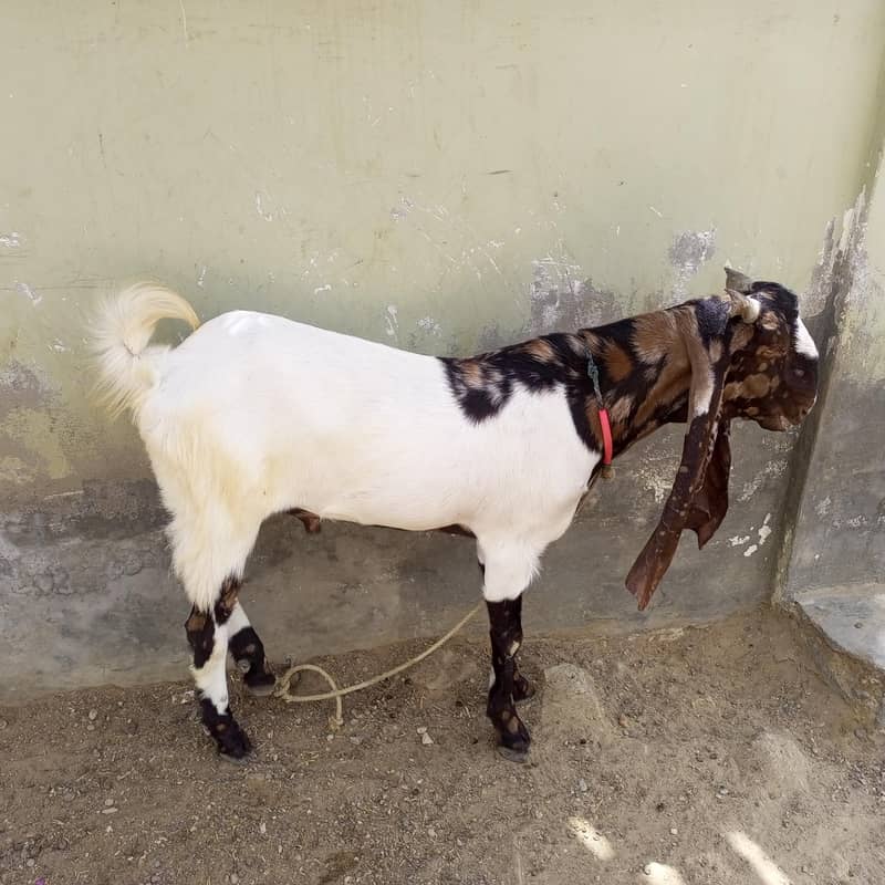 goats 2