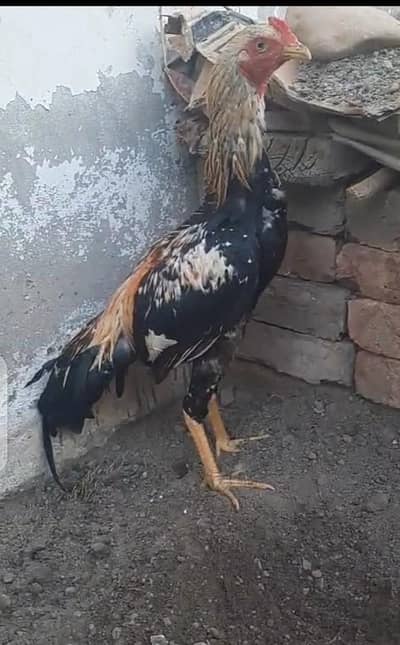 javaa aseel