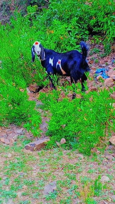 male got for sale