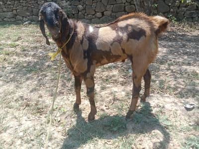bakray for sale donday