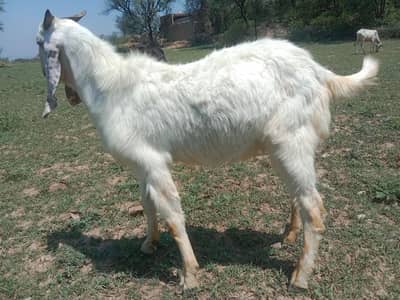 bakray for sale donday
