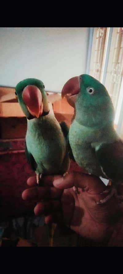 Raw pahari parrot