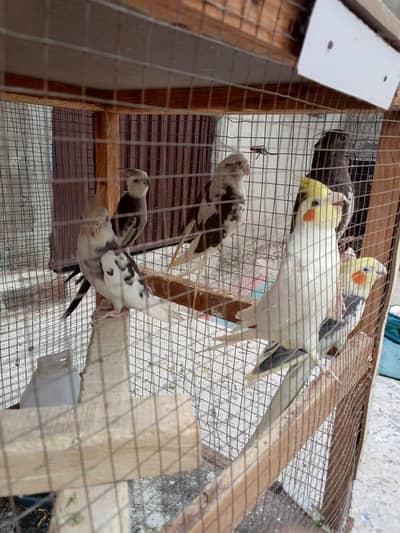 Cocktail birds