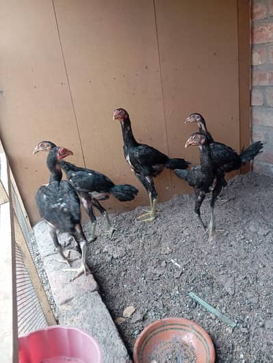 Active and vaccinated Aseel chicks for sale