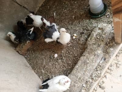 sell kar ni ha munsib 3215557005