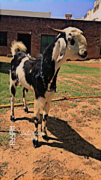 Bakra for Sale