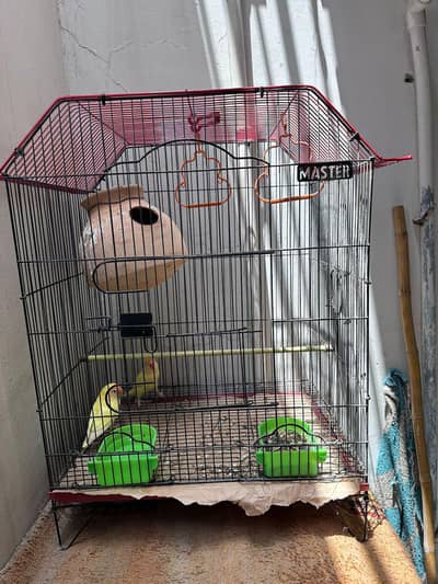 love birds Breeding pair With New Cage
