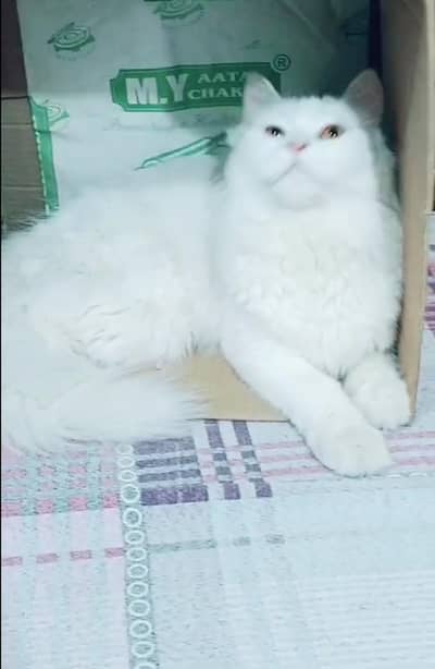 Friendly cat