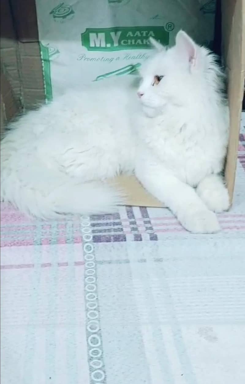 Friendly cat 1